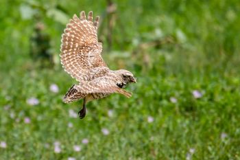 Burrowing owl delivering a meal to its young in the Sage Creek Wilderness area of Badlands National Park.