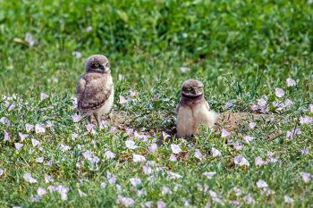 Burrowing owlets amongst creeping jenny blooms.