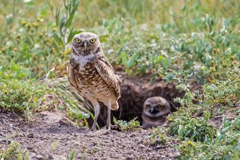 The little one appears to still be hungry.