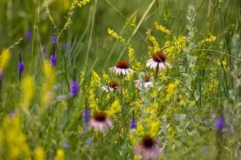 Black Samson with hoary vervain and yellow clover at Wind Cave National Park.