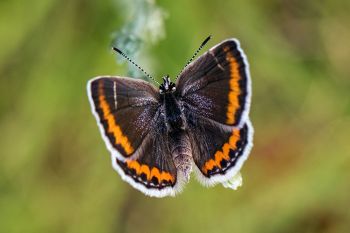 What I think is a female Melissa blue butterfly at Wind Cave National Park.