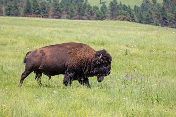 American Bison strolling through the green grass and wildflowers at Wind Cave National Park.