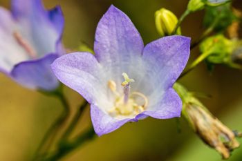 Harebell bloom at Wind Cave National Park.