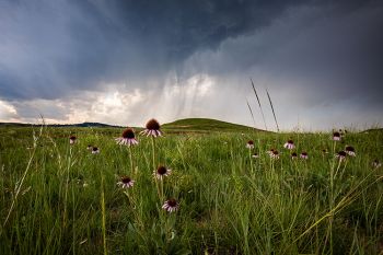 Black Samson under a stormy sky at Custer State Park.