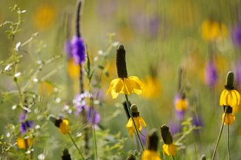 Prairie coneflower and hoary vervain after the rain in Wind Cave National Park.