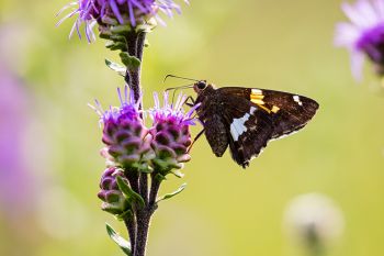 Silver-spotted skipper at Lake Herman State Park.