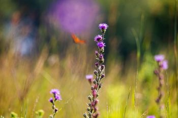 Prairie blazing star in bloom with a monarch in the distance at Lake Herman State Park.