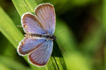 Eastern-tailed blue at Newton Hills State Park.