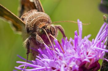 A celery looper moth at Lake Herman State Park.