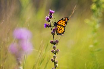 Monarch at Lake Herman State Park.