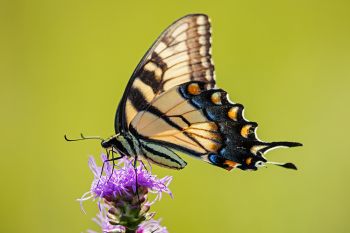 Eastern tiger swallowtail at Lake Herman State Park.