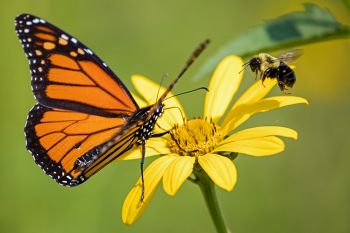 A pollinator face-off on a Maximillian sunflower at Lake Herman State Park (the bee won).