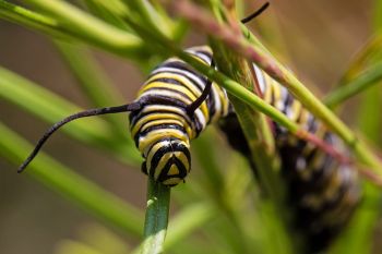 Monarch caterpillar at Newton Hills State Park.