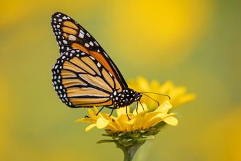 Monarch in a patch of sunflowers at Lake Herman State Park.