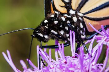 Monarch macro at Lake Herman State Park.