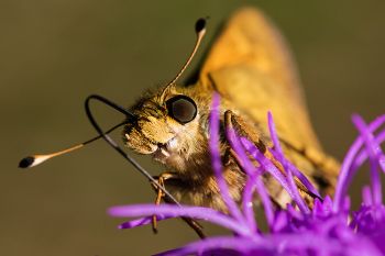 Sachem skipper macro at Newton Hills State Park.