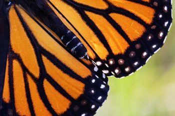 Monarch macro wing detail at Lake Herman State Park.