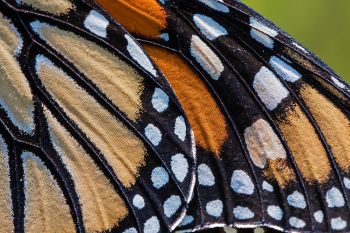 Monarch macro wing detail at Lake Herman State Park.