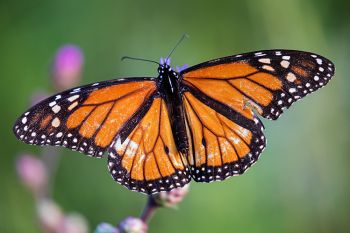 Tattered wings of a monarch near the end of its life at Lake Herman State Park.