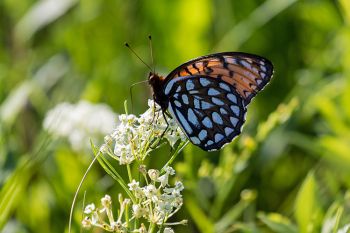 Regal fritillary in rural Deuel County.