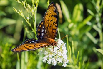 Regal fritillary in rural Deuel County.