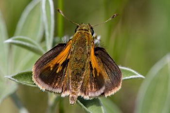 Tawny-edged skipper at Hartford Beach State Park along Big Stone Lake.