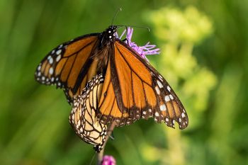 Monarchs mating at Lake Herman State Park.