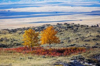 Neighboring trees of different hues along the JB Pass Road in the Slim Buttes.