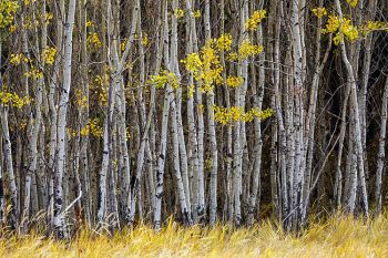 Autumn color at Custer State Park.