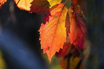 Autumn leaves at Sica Hollow State Park.