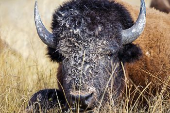 A bison cow at Wind Cave National Park enjoys a mud facial from the recent rains.