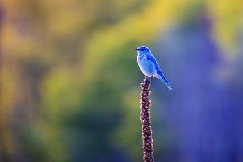 A closer look at the bird with the sky on his shoulders.