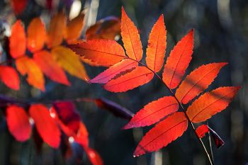 Sumac at Sica Hollow State Park.
