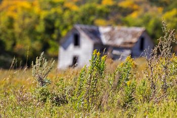 Goldenrod still in bloom in late September.