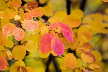 Raindrops on fall foliage in the southern Slim Buttes.