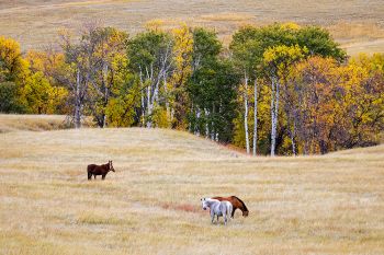 A southern Harding County scene just south of the Short Pine Hills.