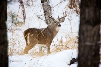 White-tailed buck along the Playhouse Road.