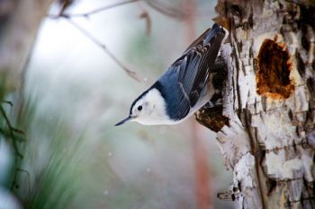 White-breasted nuthatch near its front door.