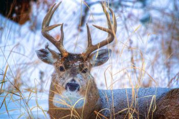 Early morning white-tail.