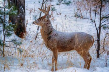 Early morning white-tail.