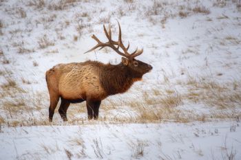 Wind Cave National Park elk.