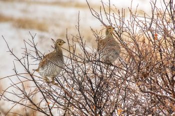 Sharp-tail grouse roost.