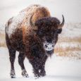 Bison in heavy snow along Custer State Park’s Wildlife Loop Road.