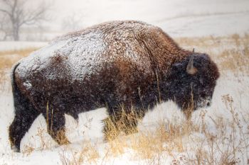 Bison in heavy snow along Custer State Park’s Wildlife Loop Road.