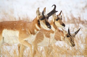 Pronghorn along the Wildlife Loop Road.