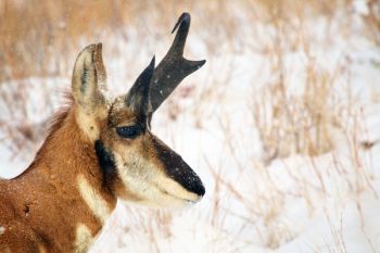 Pronghorn along the Wildlife Loop Road.