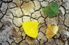 Lush green leaves of cottonwood trees along the White River valley turn to bright yellows and golds.