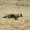 A healthy coyote trots confidently along a highway in Wind Cave National Park. Photo by Bernie Hunhoff.