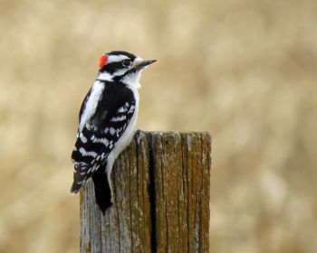 Downy woodpecker.