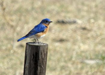 Eastern bluebird.